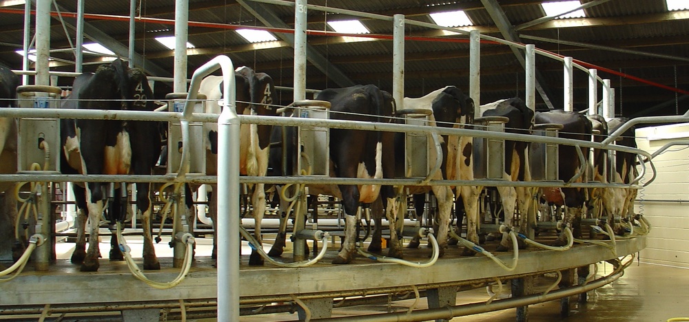 Modern dairy management